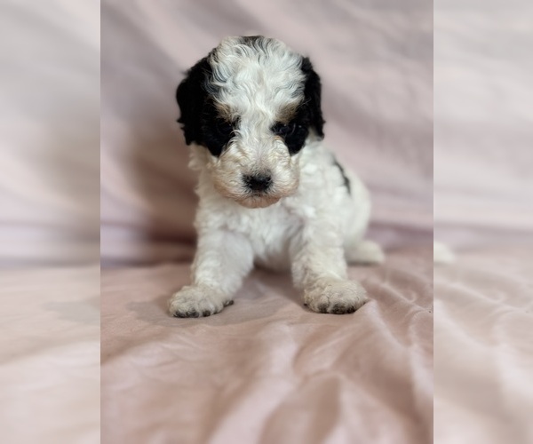 Medium Photo #11 Bernedoodle (Miniature) Puppy For Sale in LONGMONT, CO, USA