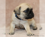 Small Photo #3 Pug Puppy For Sale in WINNSBORO, TX, USA