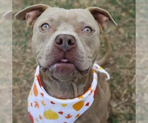 American Staffordshire Terrier-Unknown Mix Dogs for adoption in San Antonio, TX, USA