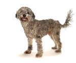 Small #2 Cavapoo (Miniature)
