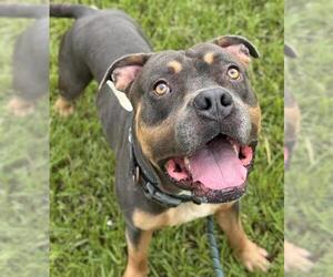 American Staffordshire Terrier Dogs for adoption in Fort Lauderdale, FL, USA