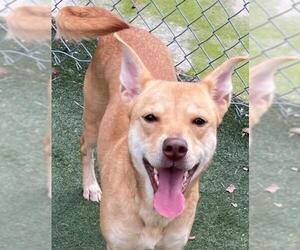 Labrador Retriever-Unknown Mix Dogs for adoption in Texas City, TX, USA