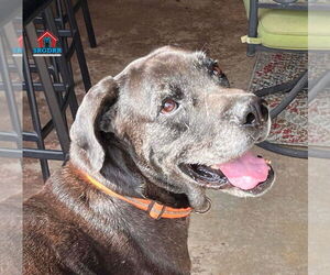 Great Dane-Unknown Mix Dogs for adoption in Bullard, TX, USA