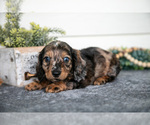 Puppy Walker Dachshund