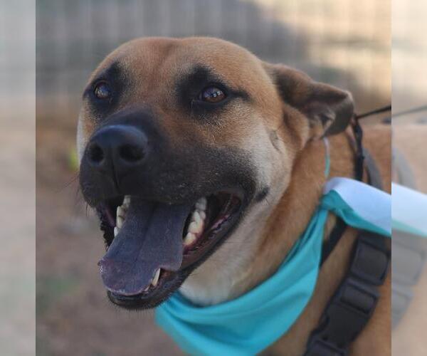 Medium Photo #1 Black Mouth Cur Puppy For Sale in San Antonio, TX, USA