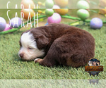 Small Photo #13 Miniature Australian Shepherd Puppy For Sale in GRANBURY, TX, USA