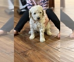 Small Photo #4 Goldendoodle Puppy For Sale in BATTLE GROUND, WA, USA
