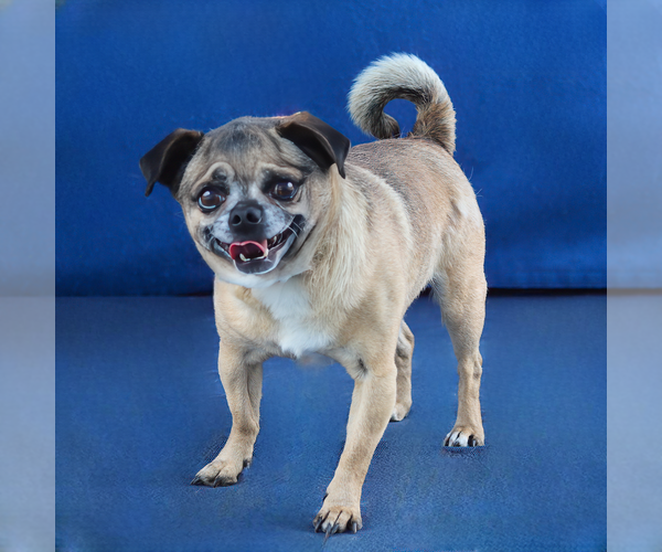 Medium Photo #2 Chug Puppy For Sale in Pasadena, CA, USA