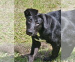 Small Photo #2 German Shepherd Dog-Unknown Mix Puppy For Sale in Royal Palm Beach, FL, USA