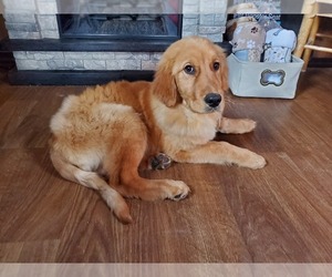 Golden Retriever Puppy for sale in BLACK FOREST, CO, USA