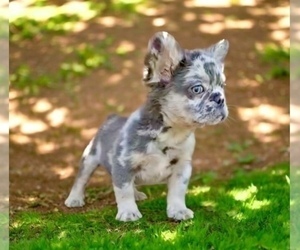 French Bulldog Puppy for sale in DALLAS, TX, USA