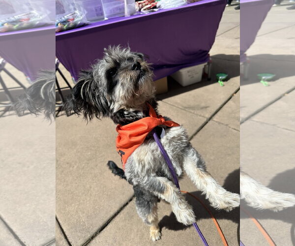 Medium Photo #6 Mutt Puppy For Sale in Bellevue, WA, USA