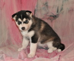 Puppy 2 Siberian Husky