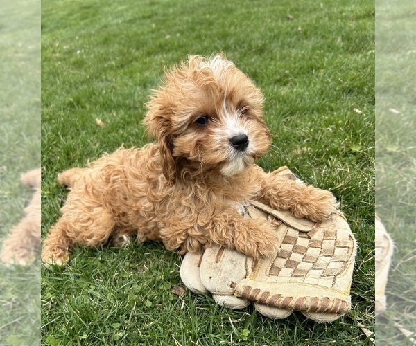 Medium Photo #3 Cavapoo Puppy For Sale in MIDDLEBURY, IN, USA