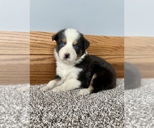 Australian Shepherd Puppy for sale in LODA, IL, USA