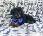 Small #1 Cavapoo