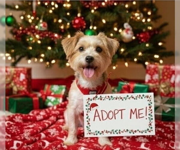 Medium Photo #1 Mutt Puppy For Sale in Caldwell, NJ, USA