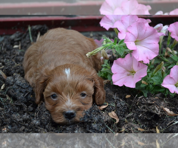 Medium Photo #3 Cavapoo mix (+ Poodle Miniature) Puppy For Sale in GREENWOOD, WI, USA