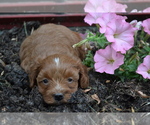 Small Photo #4 Cavapoo mix (+ Poodle Miniature) Puppy For Sale in GREENWOOD, WI, USA