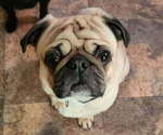 Small Photo #1 Pug Puppy For Sale in HILLSDALE, MI, USA