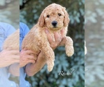 Small Photo #12 Goldendoodle-Poodle (Standard) Mix Puppy For Sale in WEST ALEXANDRIA, OH, USA