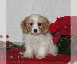 Cavachon Puppy for sale in RISING SUN, MD, USA