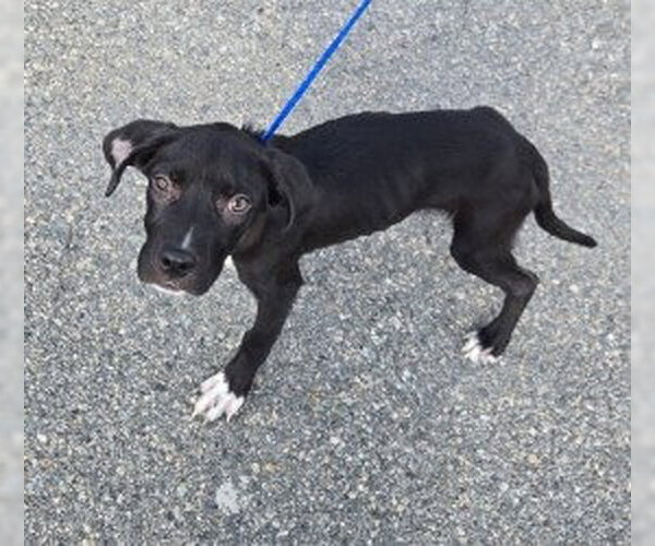 Medium Photo #1 Labrador Retriever-Unknown Mix Puppy For Sale in Glen Allen, VA, USA