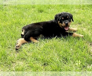 Rottweiler Puppy for Sale in WINDSOR, Maine USA