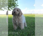 Small Photo #2 Australian Labradoodle Puppy For Sale in WACO, TX, USA