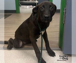 Dachsador Dogs for adoption in Washington, DC, USA