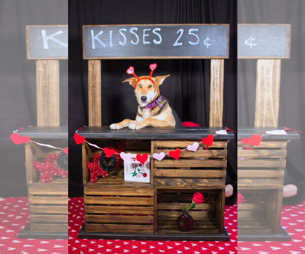 Medium Photo #5 German Shepherd Dog Puppy For Sale in San Bernardino , CA, USA