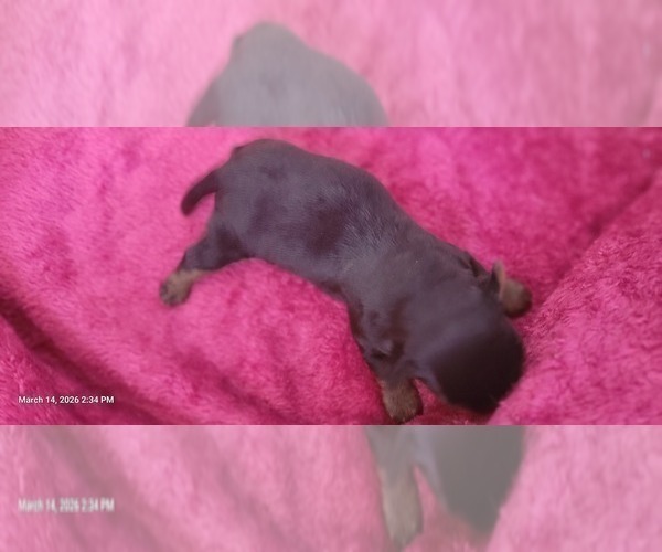 Medium Photo #286 Yorkshire Terrier Puppy For Sale in AKRON, OH, USA