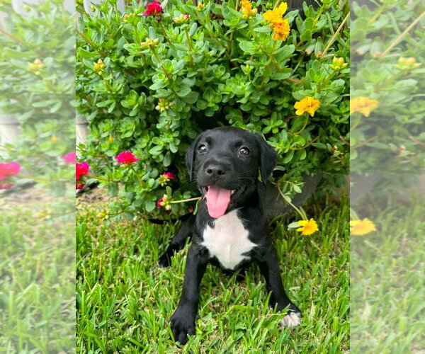 Medium Photo #9 Labrador Retriever-Unknown Mix Puppy For Sale in Claremore, OK, USA