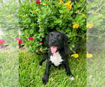 Small #8 Labrador Retriever Mix