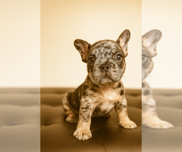 Medium Photo #3 French Bulldog Puppy For Sale in ATLANTA, GA, USA