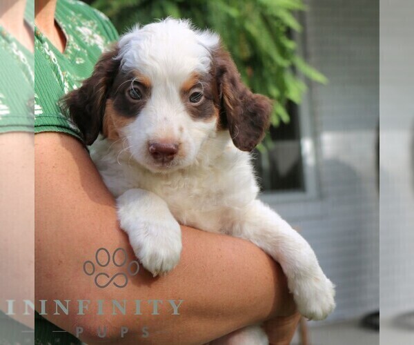 Medium Photo #2 Bernedoodle (Miniature) Puppy For Sale in LANCASTER, PA, USA