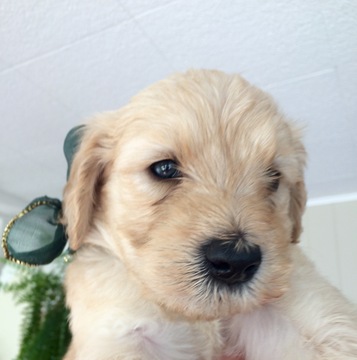 Medium Photo #1 Goldendoodle Puppy For Sale in VERMILION, OH, USA
