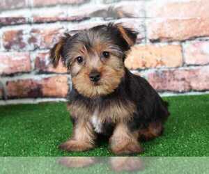 Yorkshire Terrier Puppy for sale in BEL AIR, MD, USA