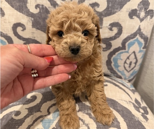 Medium Photo #2 Poodle (Toy) Puppy For Sale in EXCELSIOR SPRINGS, MO, USA