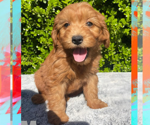 Goldendoodle (Miniature) Puppy for sale in BAKERSFIELD, CA, USA