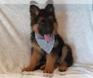 German Shepherd Dog Litter for sale in MILFORD, IN, USA