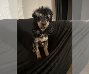Poodle (Miniature) Puppy for sale in COLUMBUS, GA, USA