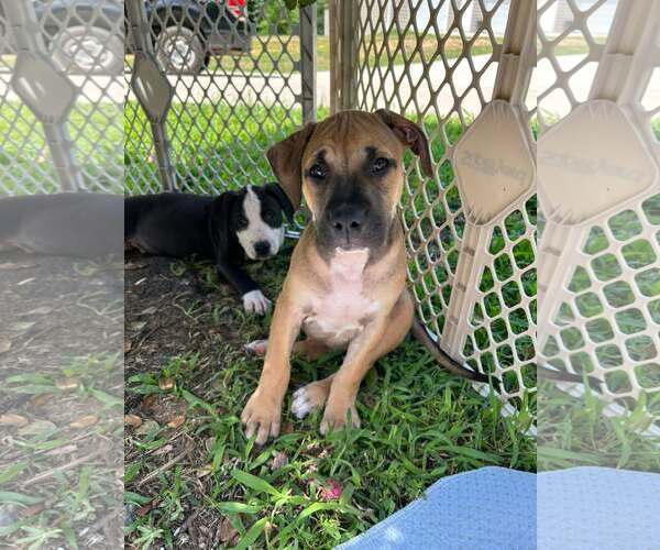 Medium Photo #6 American Staffordshire Terrier-Unknown Mix Puppy For Sale in Holly Springs, NC, USA