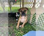 Small #5 American Staffordshire Terrier Mix