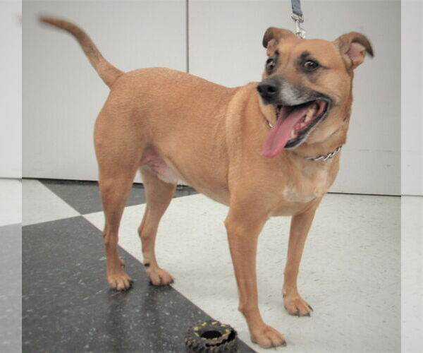 Medium Photo #6 Dachshund-Unknown Mix Puppy For Sale in Conroe, TX, USA