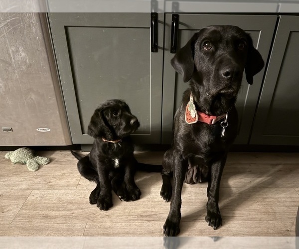Medium Photo #6 Labradoodle Puppy For Sale in PRESCOTT VALLEY, AZ, USA