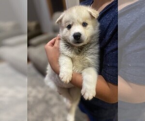 Pomsky Puppy for sale in HOWELL, MI, USA