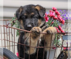 German Shepherd Dog Puppy for sale in FREDERICKSBG, OH, USA