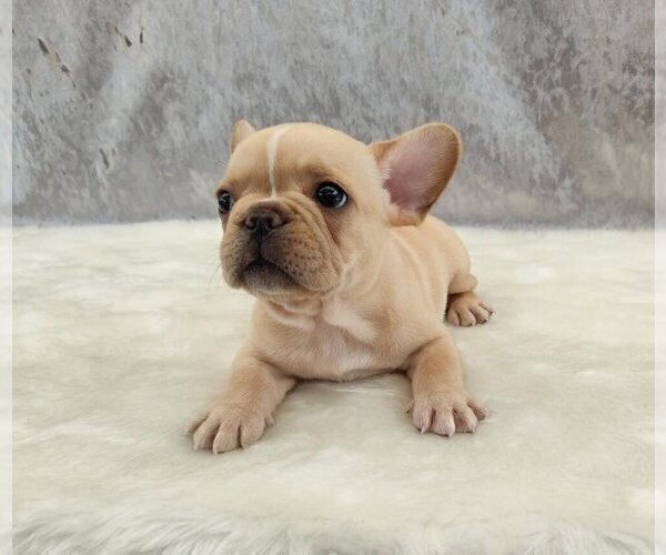 Medium Photo #1 French Bulldog Puppy For Sale in RANCHO SANTA FE, CA, USA