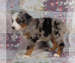 Small #16 Miniature Australian Shepherd